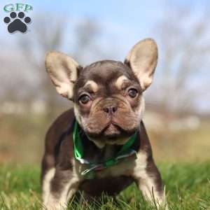 Willow, French Bulldog Puppy
